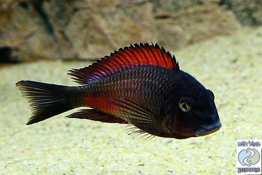 Tropheus sp. 'red' Moliro